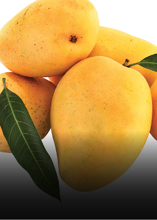 ripe-mangos-17FB01175C